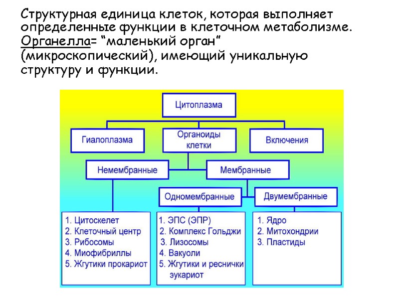 Структурная единица клеток, которая выполняет определенные функции в клеточном метаболизме. Органелла= “маленький орган” 